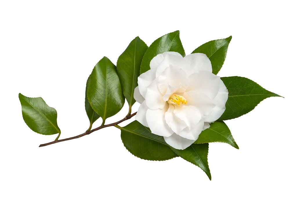 Camellia-Sinensis-Leaf-